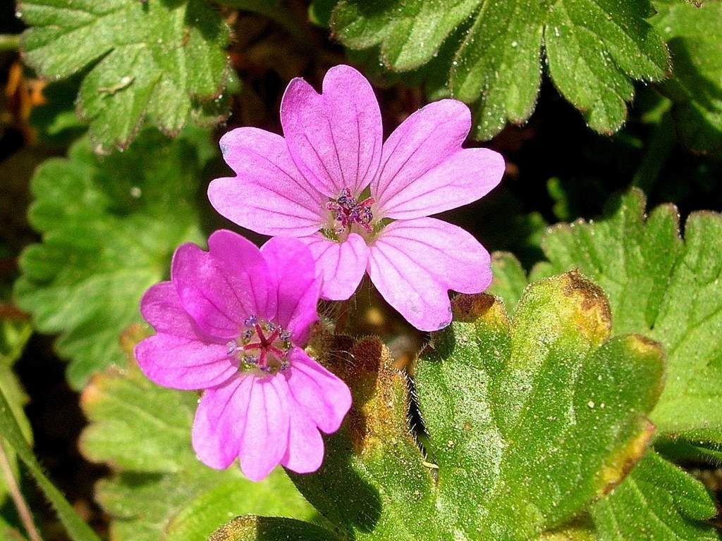 Geranium cfr. molle e Geranium rotundifolium